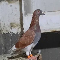 کفتر