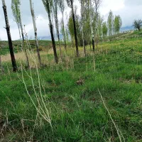 زمین ویهج مناسب باغ|فروش دفتر صنعتی، کشاورزی، تجاری|قروه, |دیوار