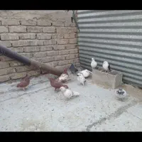 کبوتر|پرنده|اصفهان, جلالیه|دیوار