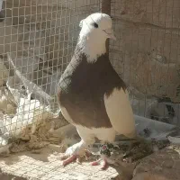 فروش دو عدد نر طوقی|پرنده|اردکان, |دیوار