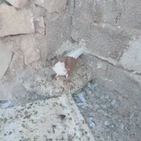 خوشرنک نر