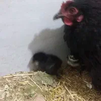 مرغ کرچ همراه با جوجه