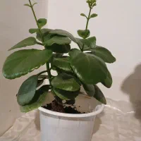 گل حسن یوسف و گل قاشقی|گل و گیاه طبیعی|گوگان, |دیوار