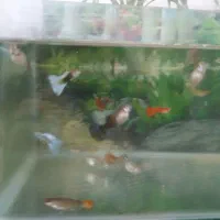 ماده شکم پر و نر|ماهی|اردبیل, |دیوار