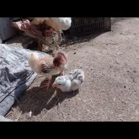 مرغ و خروس نژاد دار