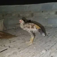 خروس معاوضه