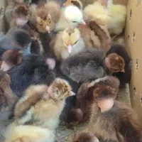 جوجه رنگی رسمی و اردک