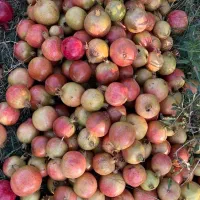 انار فروش انار در باغ
