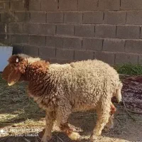 گوسفند نر|حیوانات مزرعه|کرخه, |دیوار