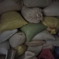 گندم بذری پیشگام وجوریحان
