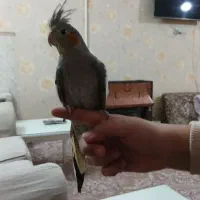 ۷ماهشه سیامون