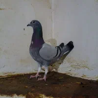نر نژاد عراق