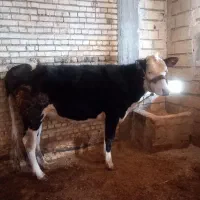 فروشی|حیوانات مزرعه|اصفهان, فرودگاه|دیوار