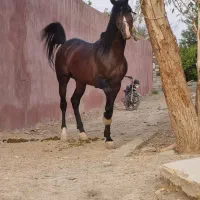 نریان سواریدار تعزیه رو