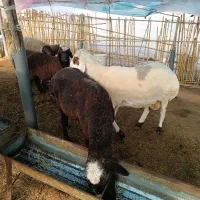 بره نر