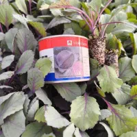 نشا کلم سفیدگرین کورنت و قرمز روبی بال قیمت مناسب|خدمات باغبانی و درختکاری|دزفول, |دیوار