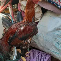 خروس راهری اصل