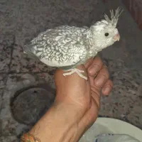 جوجه عروس هلندی ایزابلا