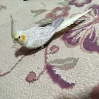 طوطی هلندی گلباقالی