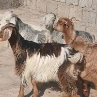 بزغاله نروماده
