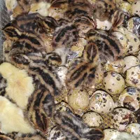 بلدرچین یکروزه|حیوانات مزرعه|خسروشاه, |دیوار