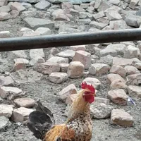 مایل به معاوضه نیستم