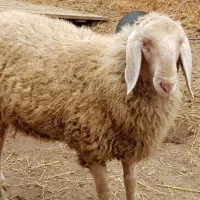 گوسفند پیدا شده