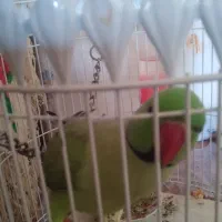 طوطی|پرنده|مهدی شهر, |دیوار