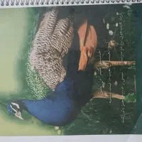 کتاب|کتاب و مجله آموزشی|کامیاران, |دیوار