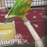 یجفت عروس هلندی با دوتا نر و یدونه طوطی برزیلی|پرنده|قرچک, مهدیه|دیوار