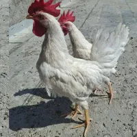 خروس مرغ ماشینی
