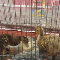 مرغابی|حیوانات مزرعه|تربتحیدریه, شهرک ولیعصر|دیوار