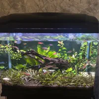 آکواریوم k۵۸۰ پلنت با چوب ابنوس