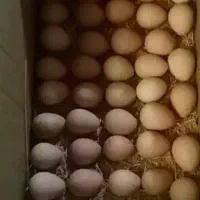 تخم مرغ شاخدار