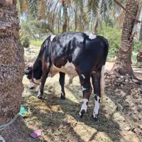 ۴راس گوساله نر