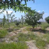 فروش فوری فوری باغ در مرزیجران