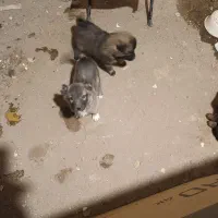 سگ نژاد سرابی