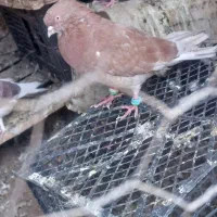 معاوضه|پرنده|نرماشیر, |دیوار