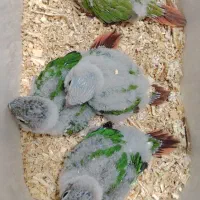 جو جه گرینچیک سرلاکی|پرنده|اشنویه, |دیوار
