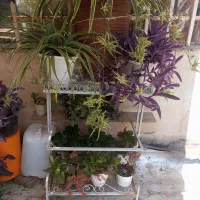 گل در گلدان