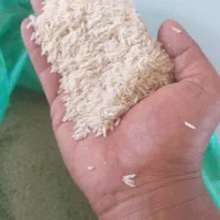برنج هاشمی