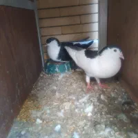ساده سیاه چپ سیاه جفت
