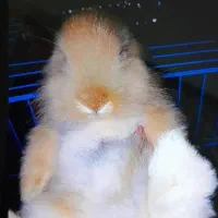 مینی لوپ هلندی خاص|موش و خرگوش|اهواز, نادری|دیوار