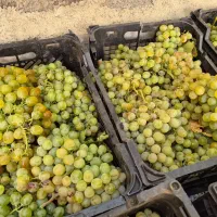 انگور  دیوانه دیمه درجه1 امروز  باز شده
