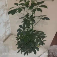 دیفن باخیا|کلکسیون و سرگرمی|مشهد, باغون آباد|دیوار