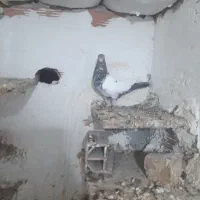 پرند