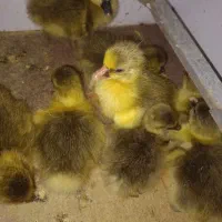 جوجه غاز ۳روزه و۱۱روزه