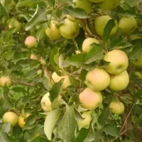 انواع سیب سفید و قرمز نقدا اجاره گرفته میشود|خدمات باغبانی و درختکاری|ارومیه, |دیوار