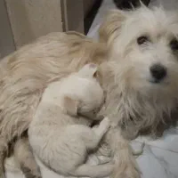 توله سگ ترییر