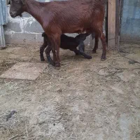 . بز مور قرمز کهره دار